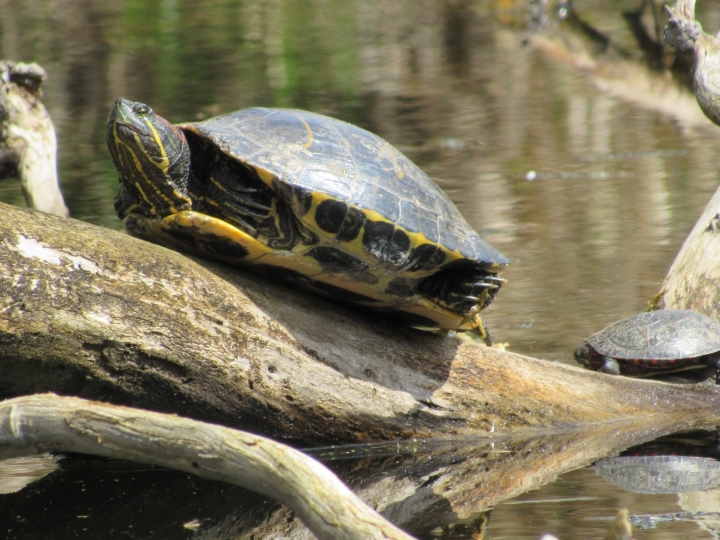 Red-ear Slider